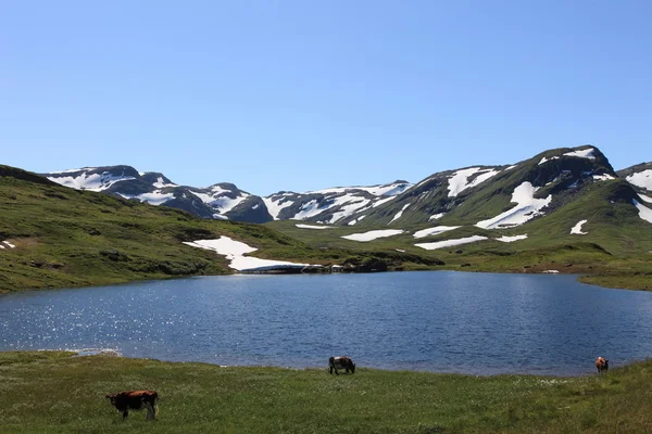 Norveç Fiyordu içinde küçük bir göl — Stok fotoğraf