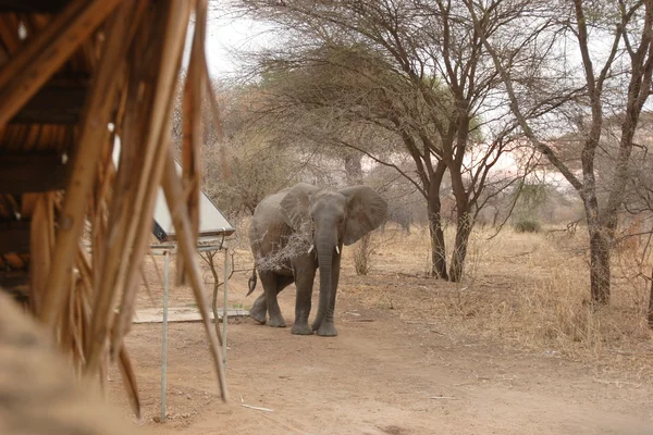 Słoń w obozie — Zdjęcie stockowe