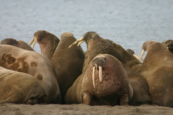 Walruses — Stock Photo, Image