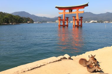 Torii yüksek gelgit