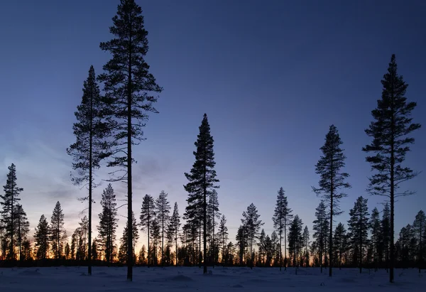 stock image Taiga