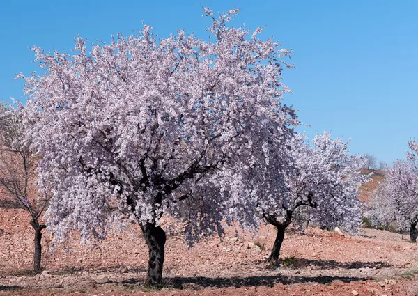 Мигдальне дерево в цвітіння — стокове фото