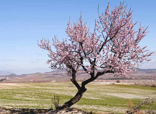 Samotny migdałowe drzewa w rozkwicie — Zdjęcie stockowe