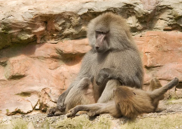 Baboons playing — Stock Photo, Image