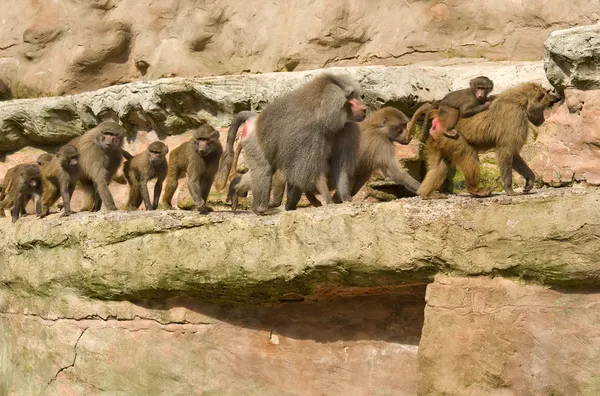 Familia de Babuinos caminando —  Fotos de Stock