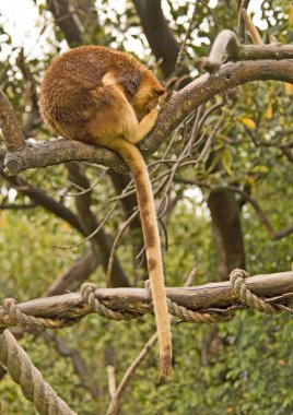 Tree Kangaroo clipart