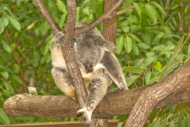 koala ayısı