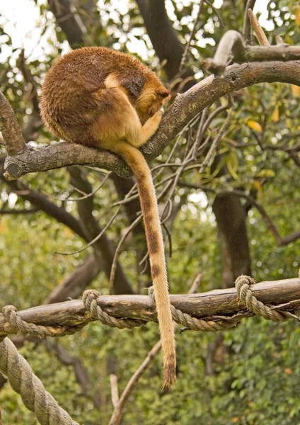 Kangourou de l'arbre — Photo