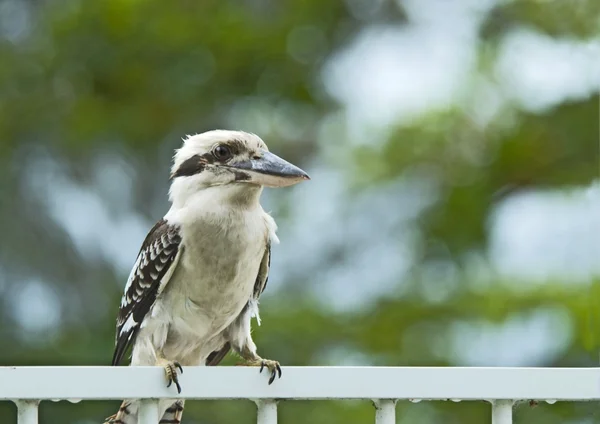 Kookaburra Bird — Stock Photo, Image