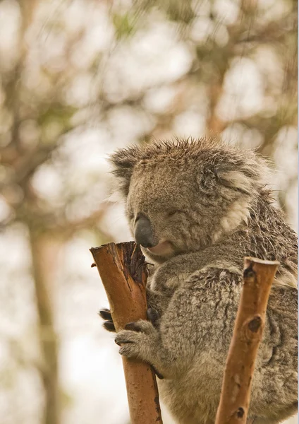 Koala Bear — Stock Photo, Image