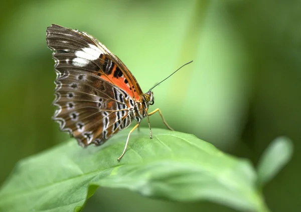 stock image Closeup of a Butterfly