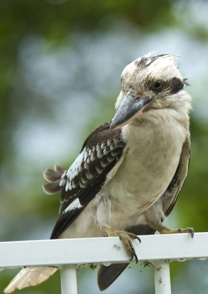 Close-up van een gewone kookaburra vogel — Stockfoto