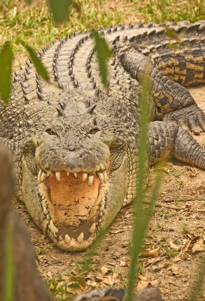 Närbild av en krokodil — Stockfoto