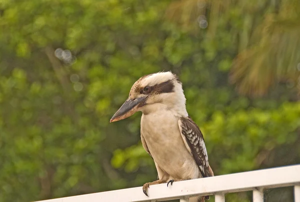 Kookaburra Bird — Stock Photo, Image