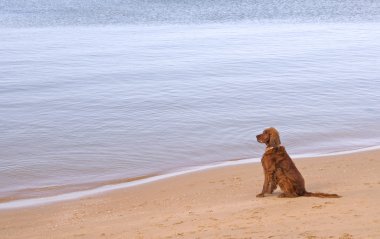 kumlu sahilde yalnız köpek