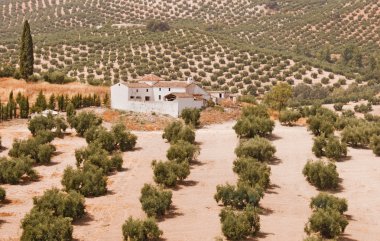 Spanish farmhouse in olive groves clipart