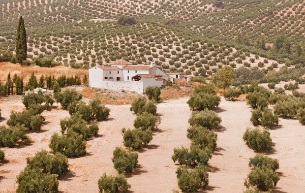 İspanyol çiftlik evinde zeytinlik — Stok fotoğraf