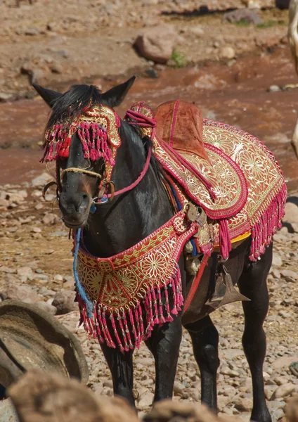 Cavalo no leito do rio Marrocos — Fotografia de Stock