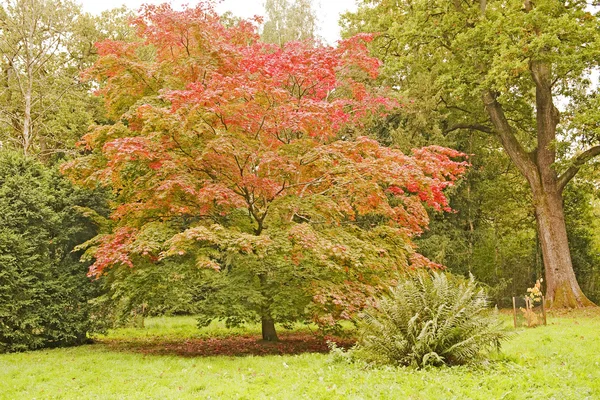 stock image Tree in Autumn color