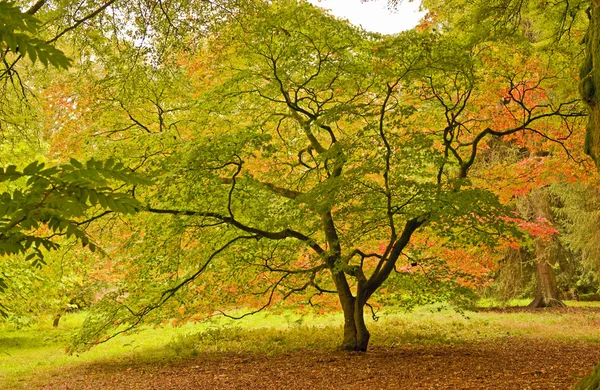 Tree in Autumn color — Stock Photo, Image
