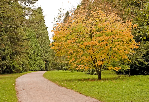 Tree lined country path — Stock Photo, Image