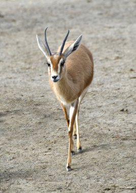 Dorcas Gazelle Walking clipart