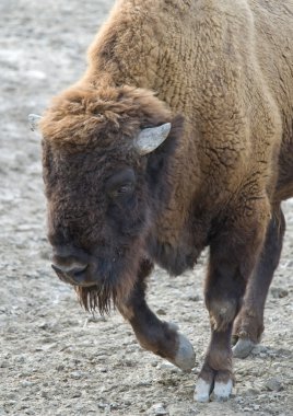 Closeup of a Bison clipart