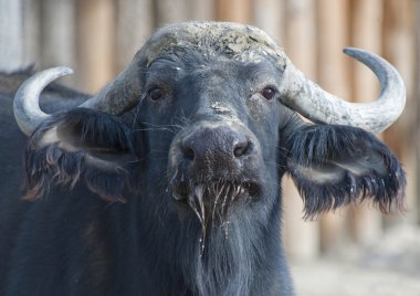 Afrikalı bir Buffalo portre