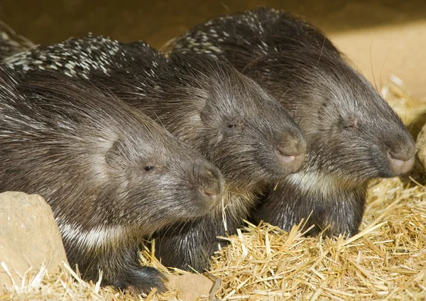 stock image Closeup of Three Porcupines