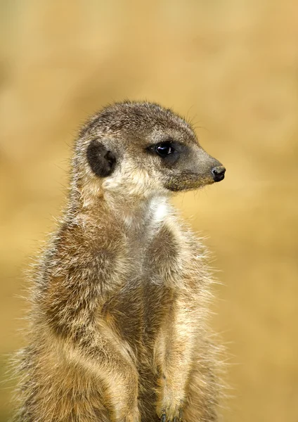 Zbliżenie meerkat — Zdjęcie stockowe