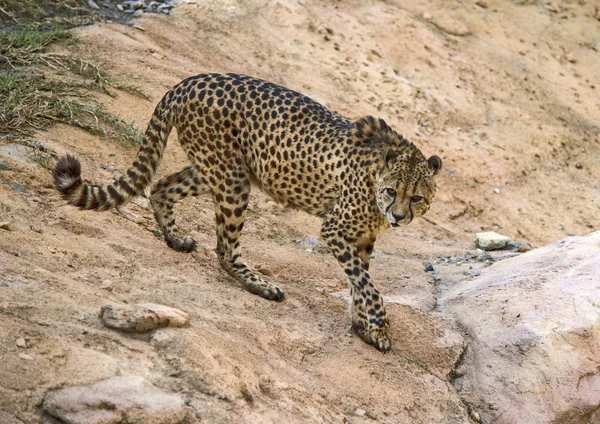 Nahaufnahme eines Geparden beim Gehen — Stockfoto