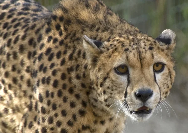 Închiderea unui ghepard — Fotografie, imagine de stoc