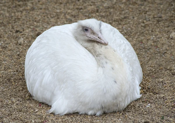 Avestruz blanco — Foto de Stock