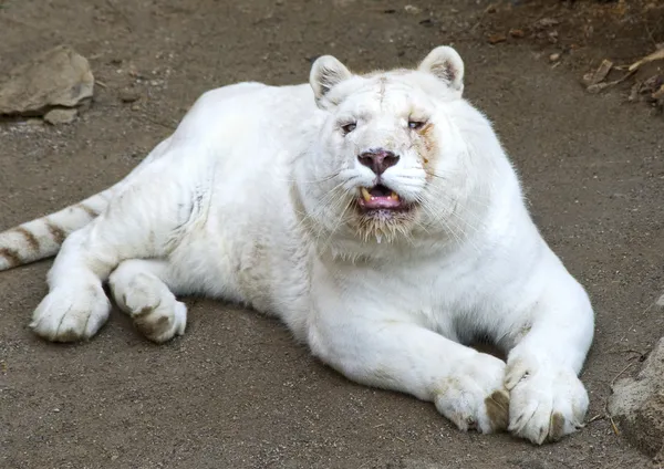 Vecchia tigre bianca — Foto Stock