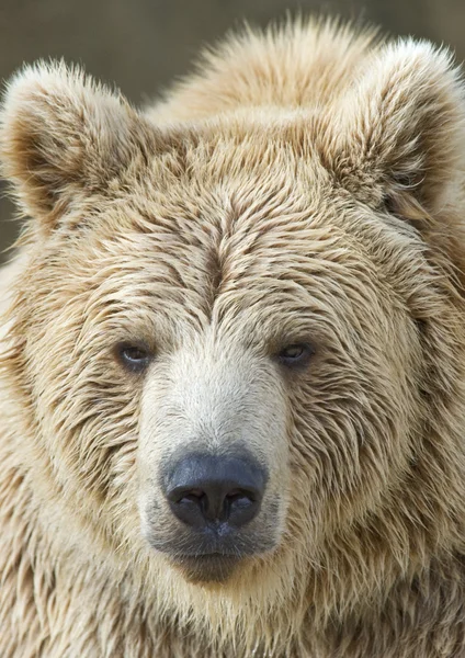 Közelkép a barna medve — Stock Fotó