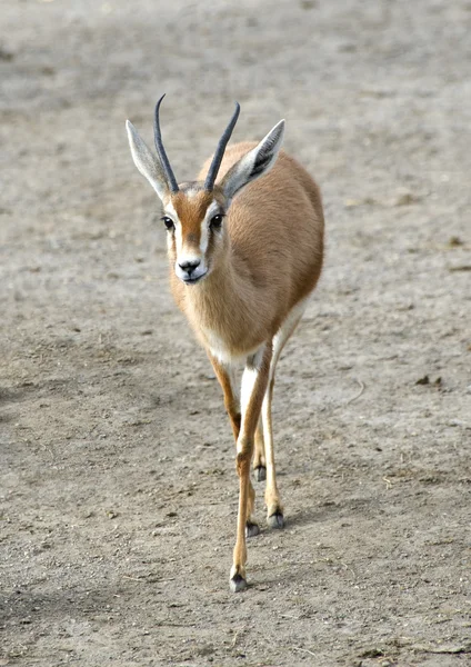 Dorcas gazelle wandelen — Stockfoto