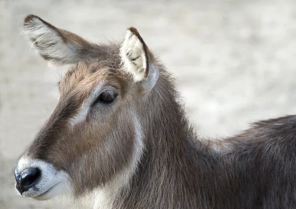 Close-up van een gazelle — Stockfoto