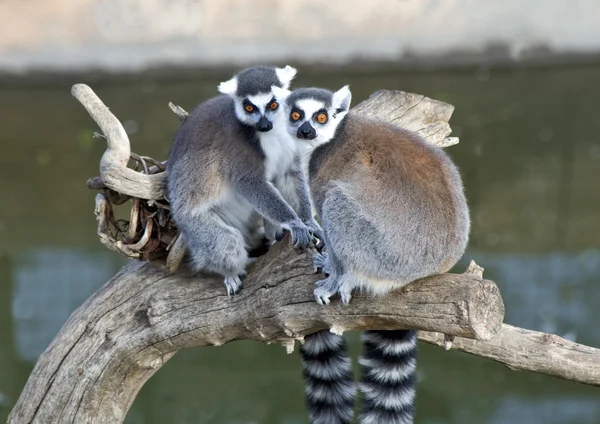 Fechar-se de dois Anel Cauda Lemur — Fotografia de Stock