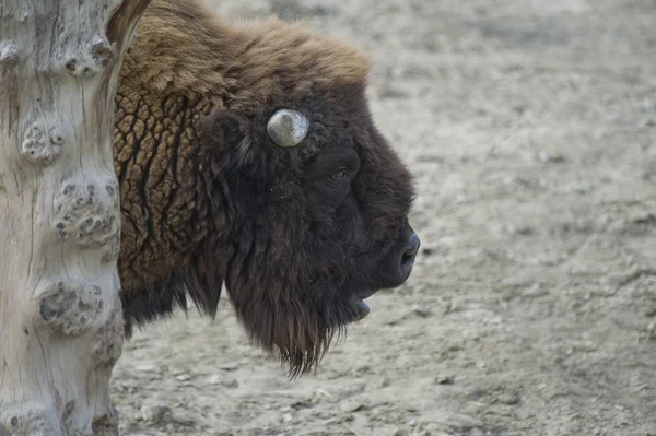 Close-up van een bison — Stockfoto