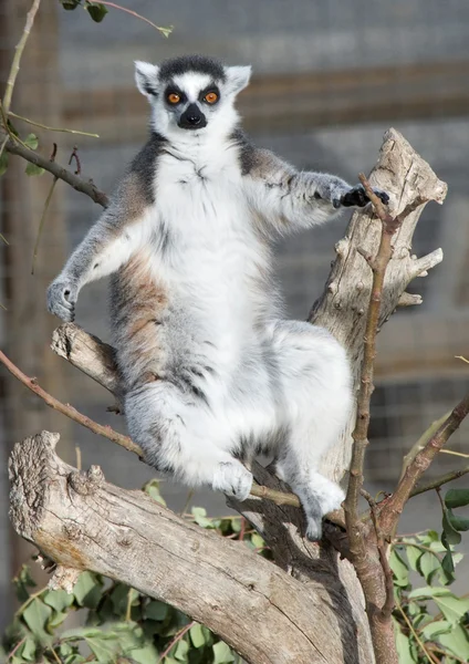 Fechar de um Anel Cauda Lemur — Fotografia de Stock
