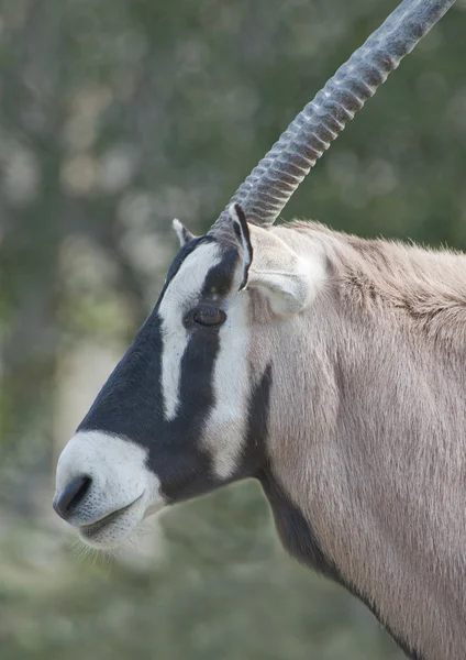 Scimitar oryx rogaty — Zdjęcie stockowe