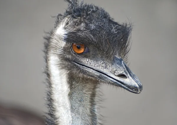 Gros plan d'un Emu — Photo