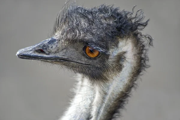 Primo piano di un Emu — Foto Stock