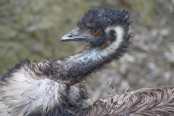 Närbild av en emu — Stockfoto