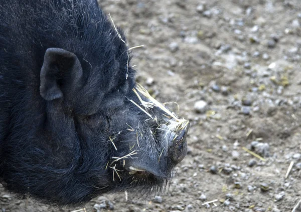 Closeup of a Vietnamese Pig — Stock Photo, Image