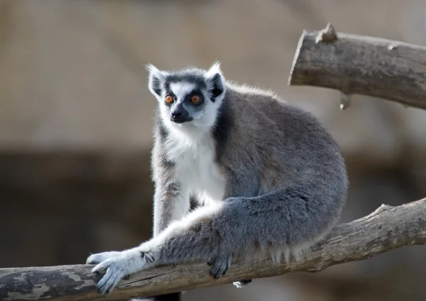 Halka Kuyruklu Lemur — Stok fotoğraf