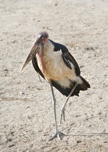 Marabou stork — Stockfoto
