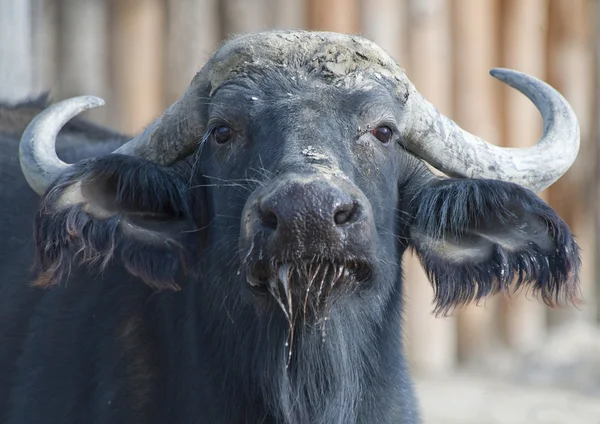 Primo piano di un bufalo africano — Foto Stock
