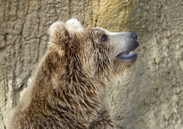 Closeup medvěd hnědý — Stock fotografie