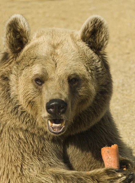 Primer plano de un oso marrón comiendo —  Fotos de Stock